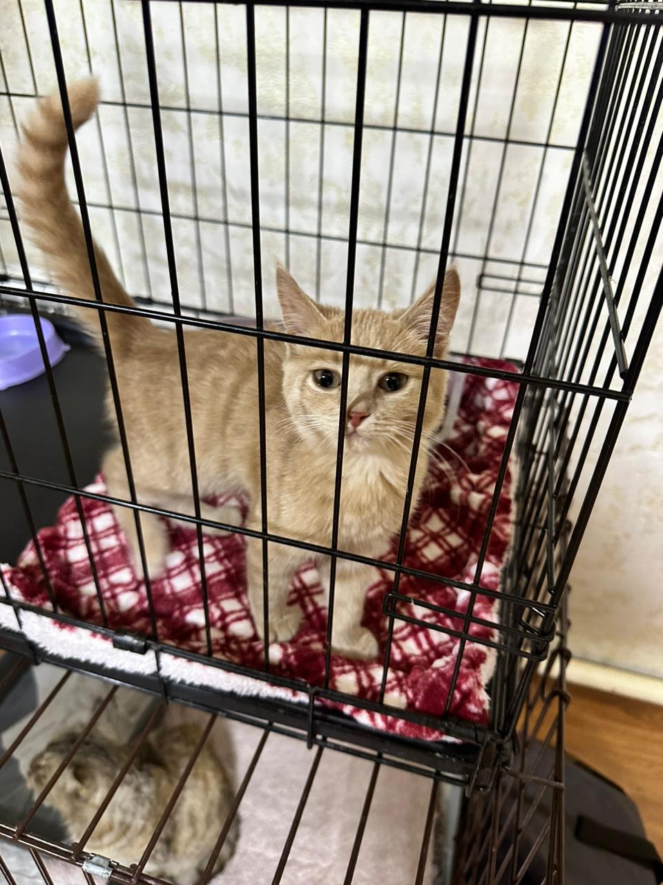 Ученики 8 "В" класса КГУОШ №135 посетили ветеринарную клинику Vetexpert 🐾